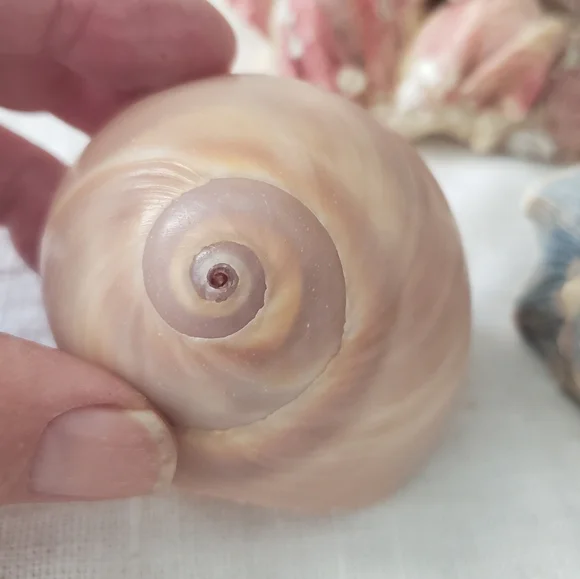 Shells And Barnicle East Coast Florida - Picture 8 of 10